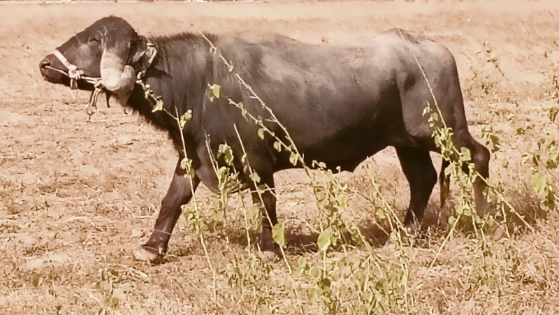 પાડો વેચવાનો છે