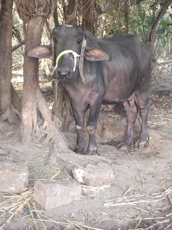 ભેંસ વેસવા ની સ...