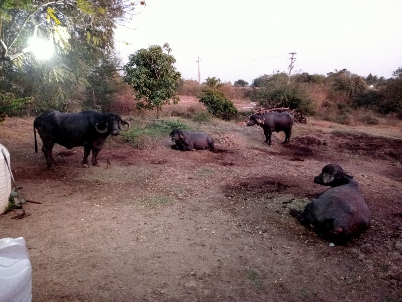 7 ભેસું સે વેચવ...