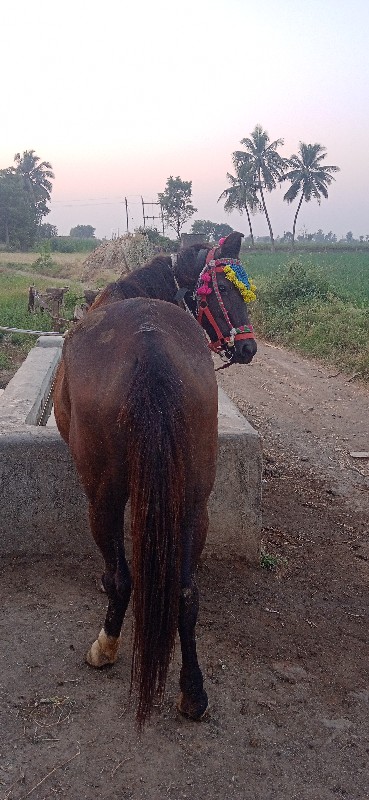 ધોડી કોઈ પાસે હ...