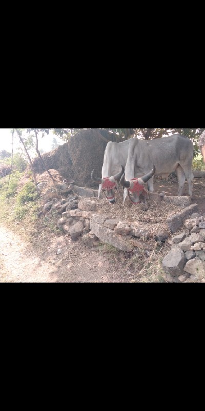 વાચડા વેચવાના છ...