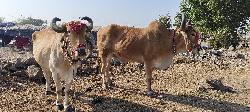 ફુલ ખાતરી બંધ છ...