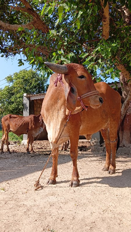 હોડકી વેચવાની છ...