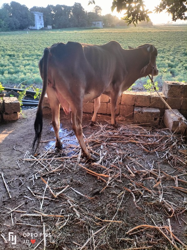 ગાય વેચવાની છે