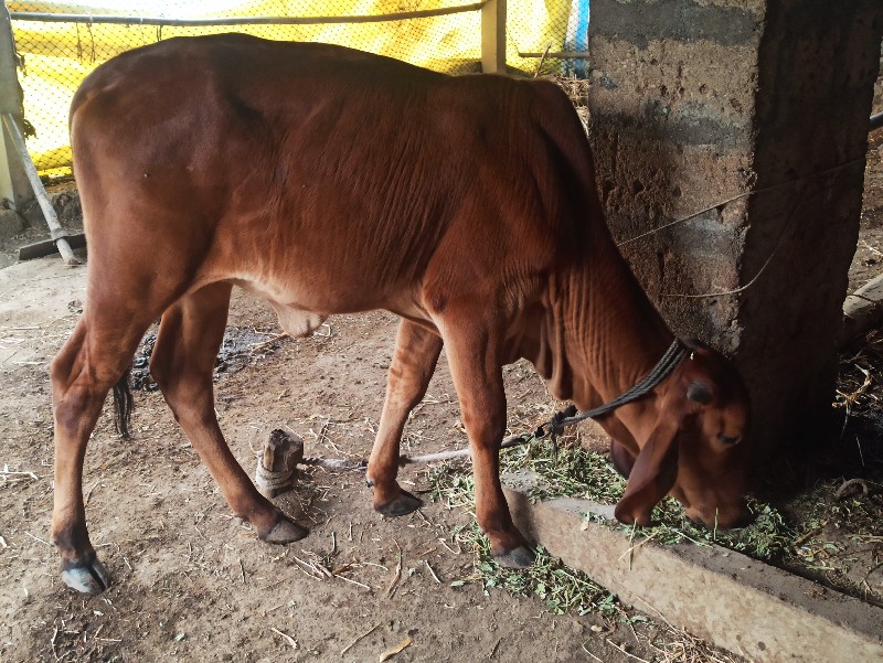 વાસળી વેચવાની છ...