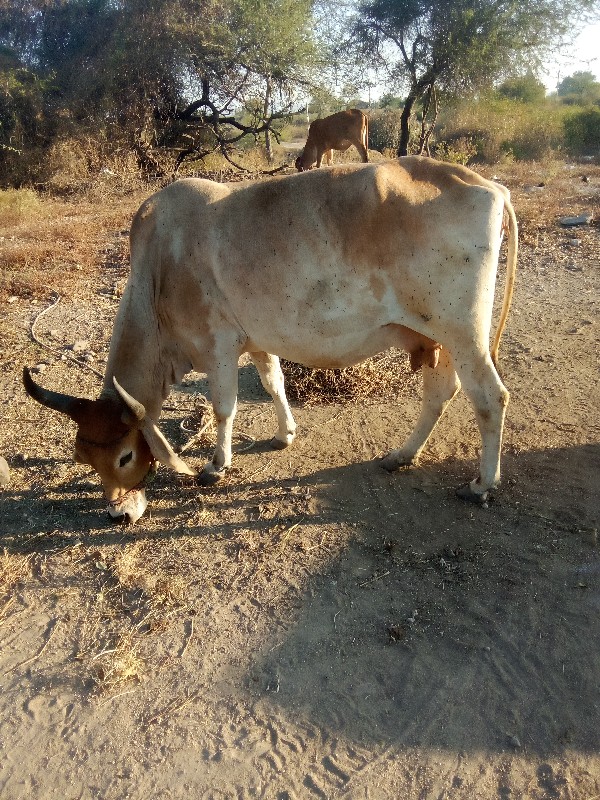 ગાય વેસવાની છે