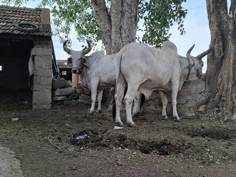 વઢીયારા બળદ વેચ...