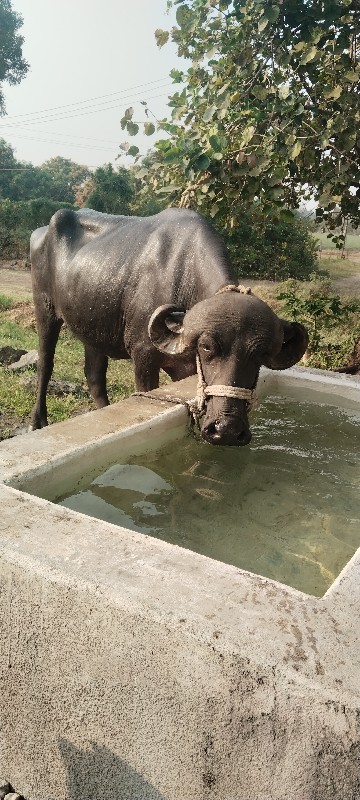 1 વેતર ખડેલુ જા...