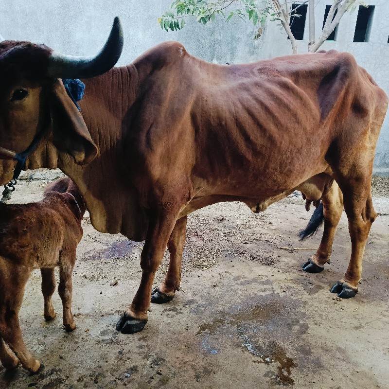 ગાય 2 સેપાસાર સ...