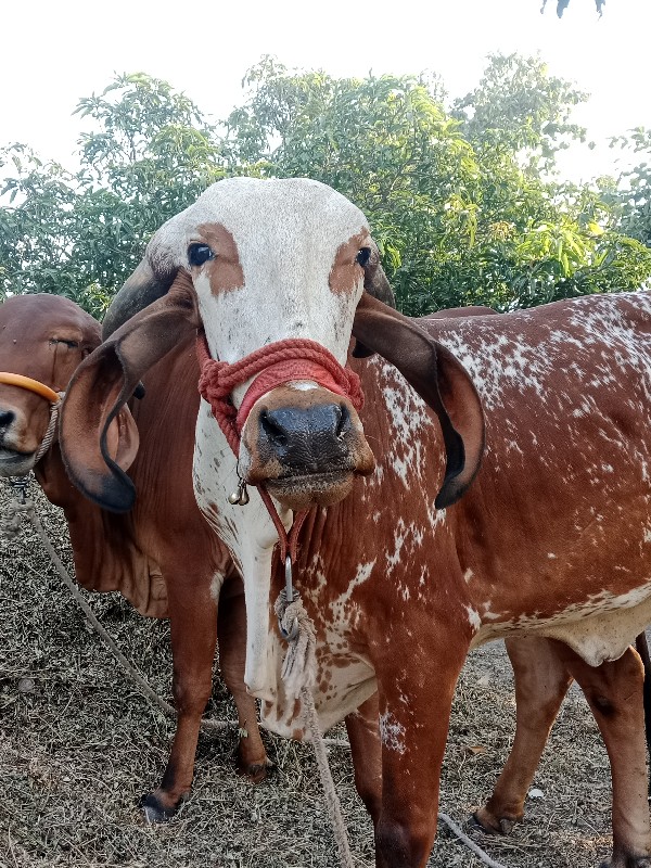 ઓરીજનલ ગીર કાબર...