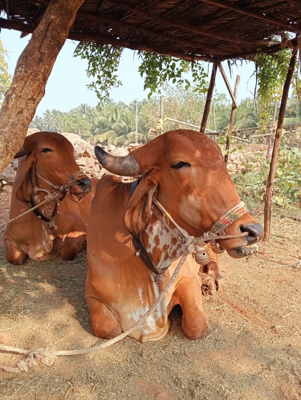 બળદો વેસવા ના સ...