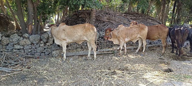 ગોંઢલા વેચવાના...