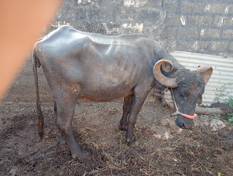 ભેંસ વેચવાની છે