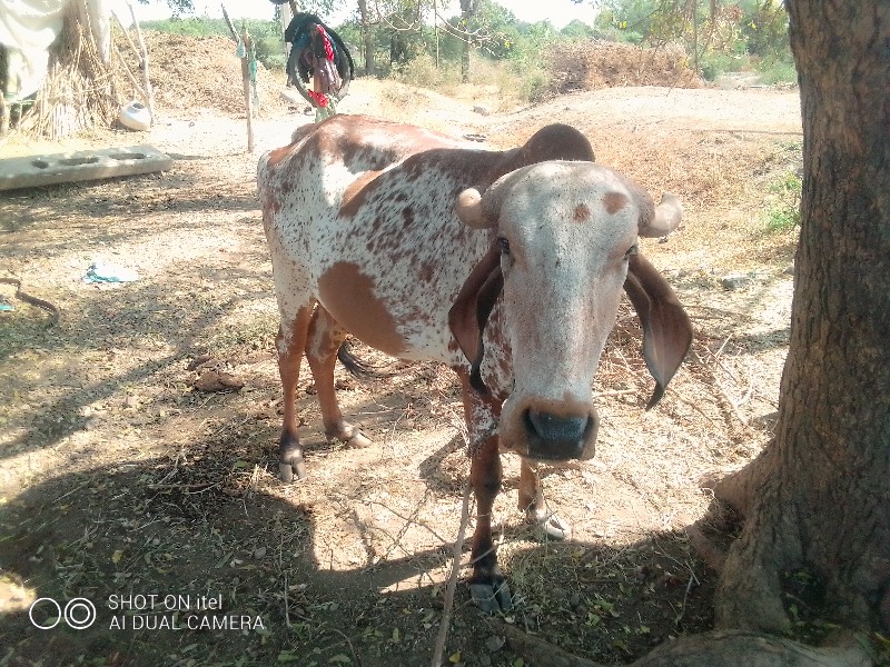 ગાયવેસવાનીછે