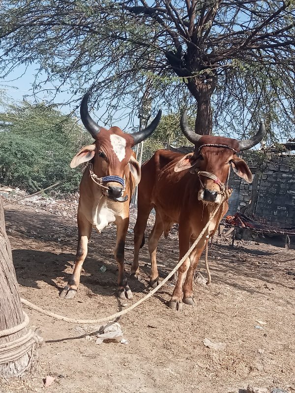 ગોદલા વેચવાના છ...