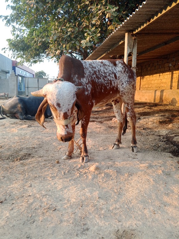 ગીર હોડકી વેચવા...