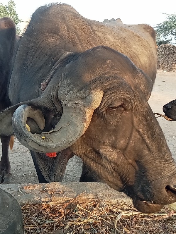 વેચવાની છે