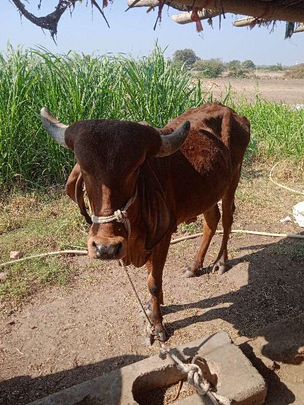 હોડકી વેચવાનું...