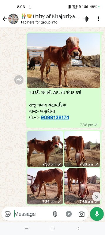 ગીર ગાય વેચવાની...