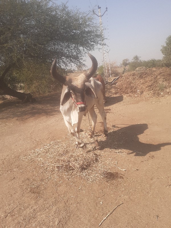 ગોઢલા વેચવાનો છ...