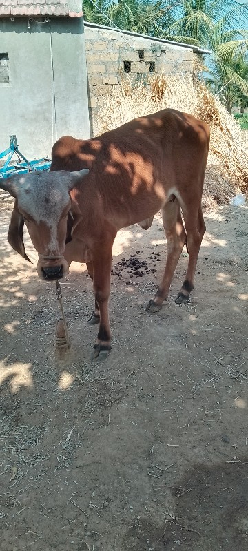 ગાય વેશવાનિ છે