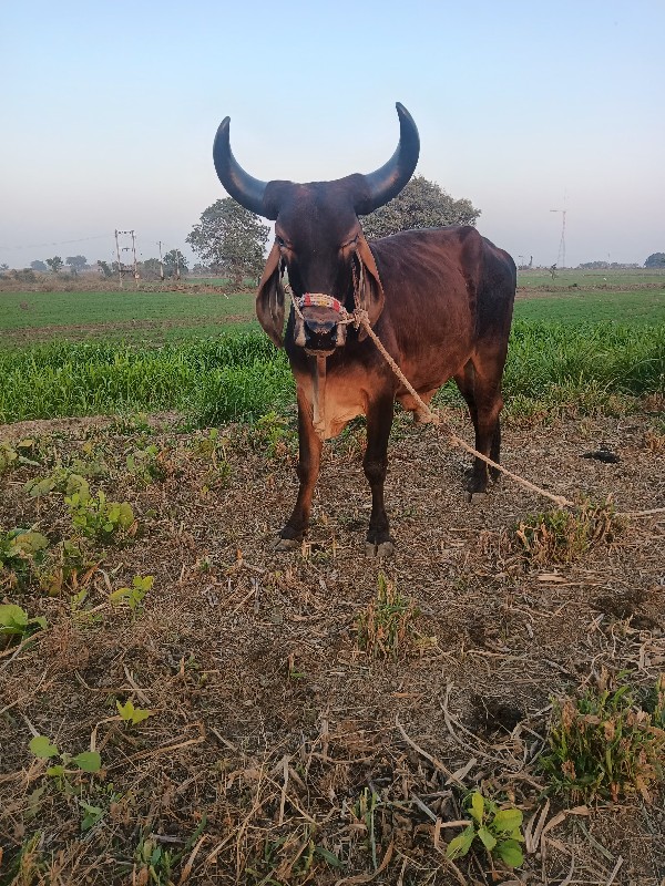 બળદ વેચવાના છે