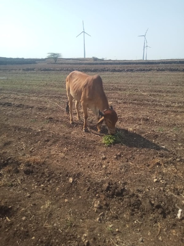 ગો ઢ લા વેચવાના...