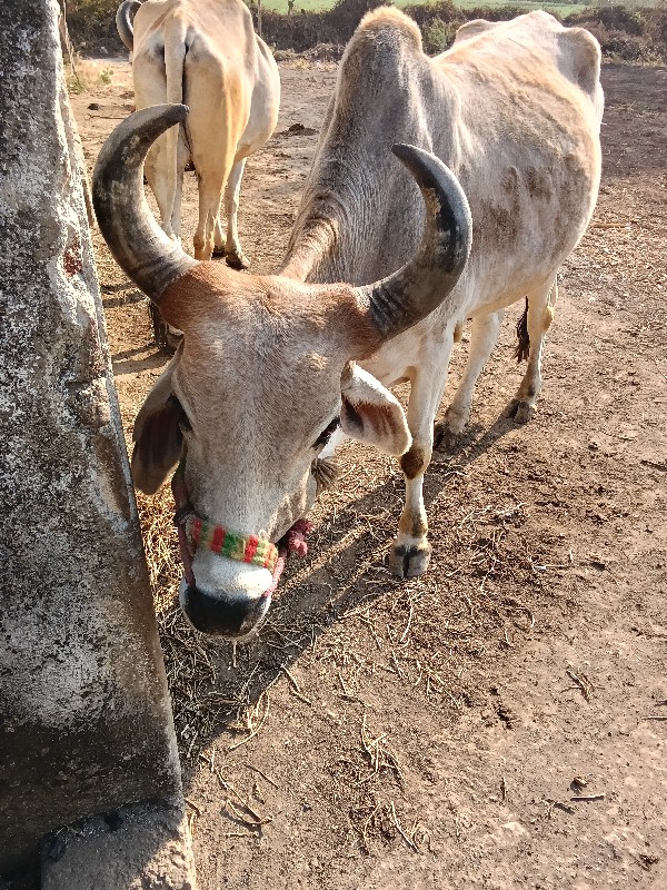 આ ગોધલો વેંચવાન...