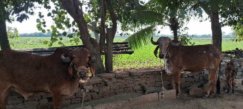 બળદ 2 વાવણી કરે...