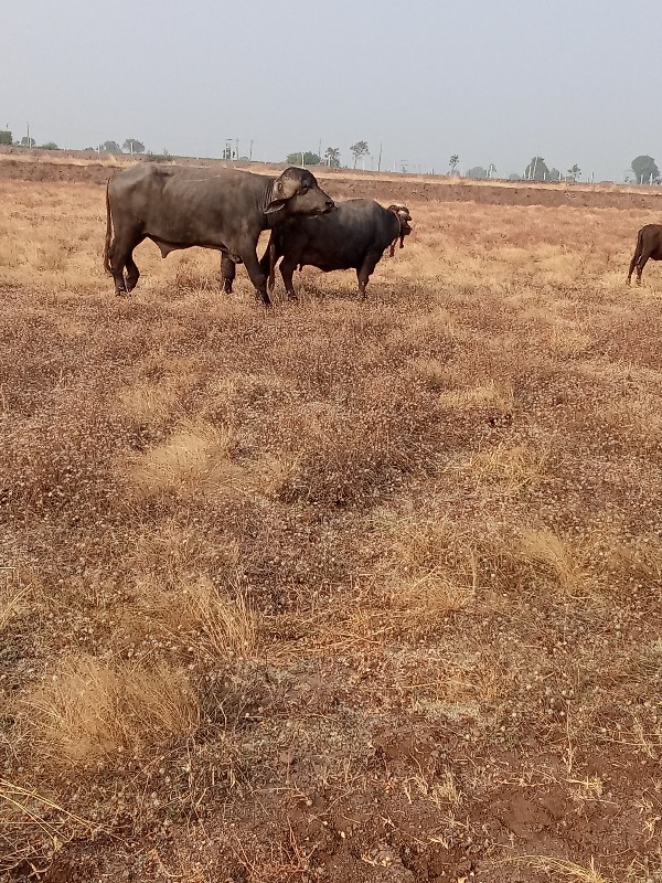 ભાવેશ આહીર