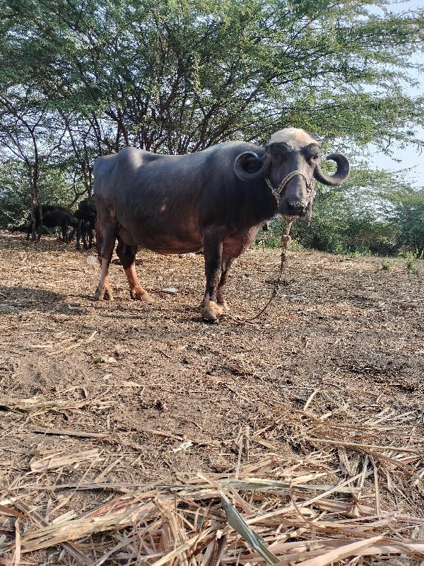 ભેંસ વેચવાની છે