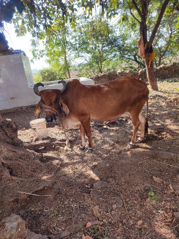 વાળા મનુ ભાઇ