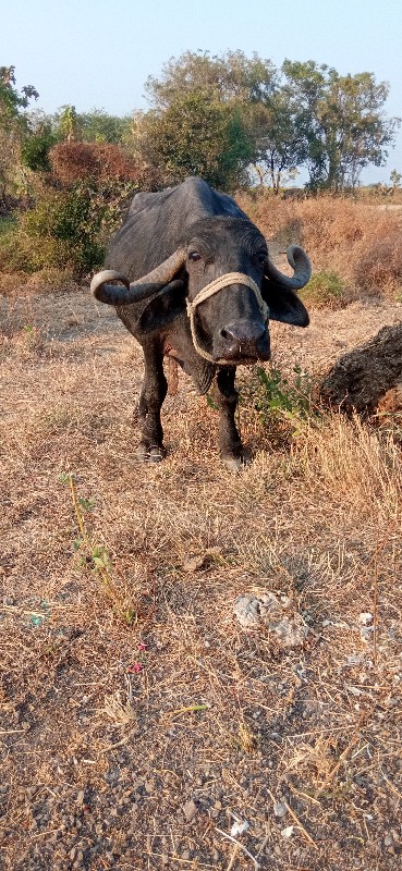 ભૅશ વૅશવાની છૅ...