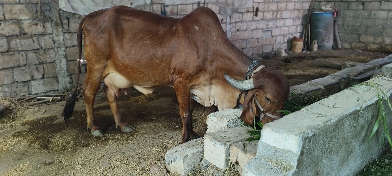 ગીર ગાય