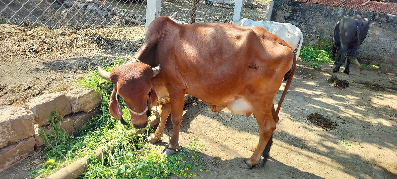 ગાય વેચવા ની છે