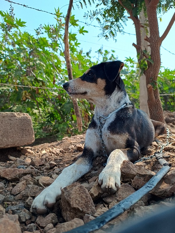 દેશી ગલુડિયું (...