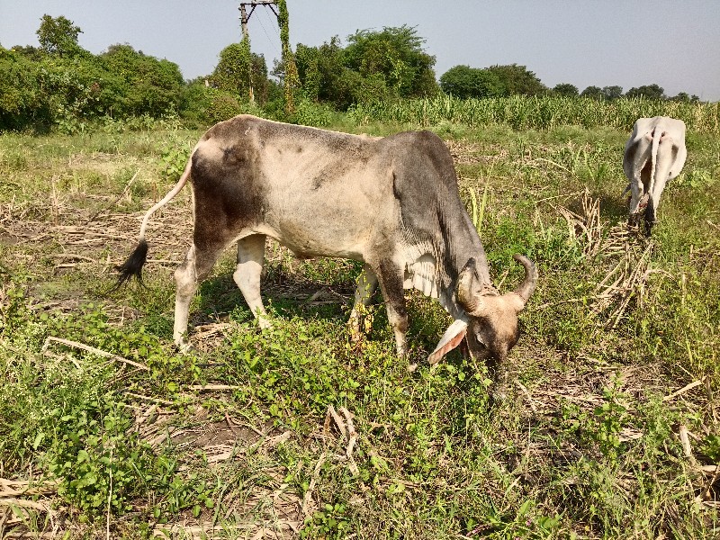 બળદ ગોઢલો છે બે...