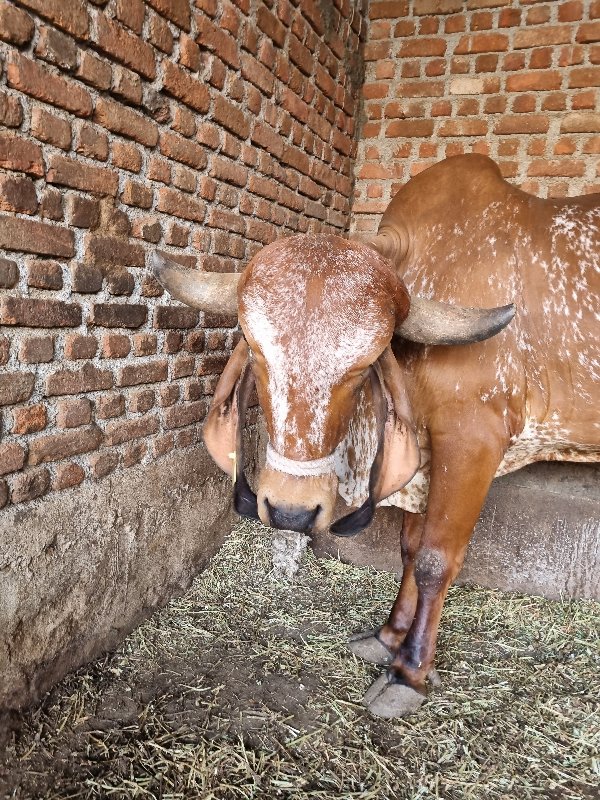 ગીર ગાય વેચવાની...