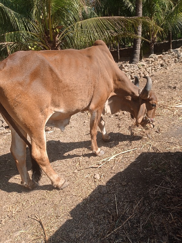 બડદ વેશવાના છે