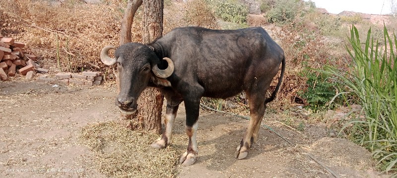 આ ખડેલ વેશવા ની