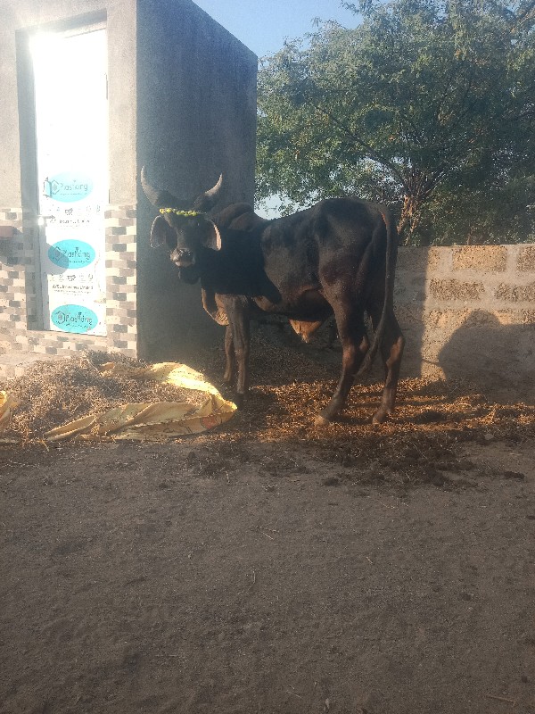 ખુટ વેચવાન નોછે