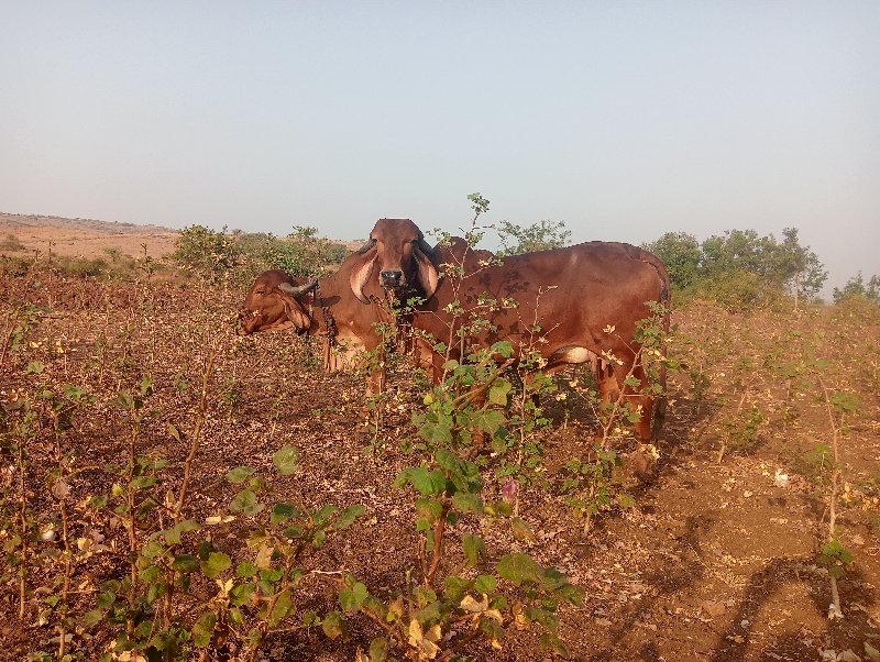 ગાય વેચવાની છે