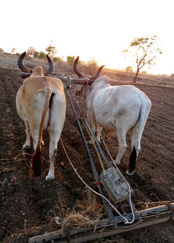 આ. બડદ. વેચવા ન...