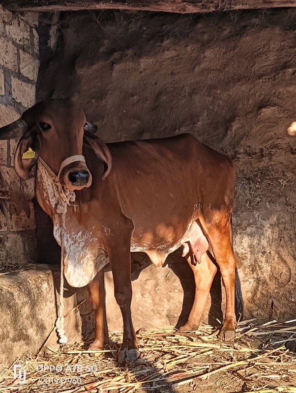 ઓરીજનલ ગીર ગાય...