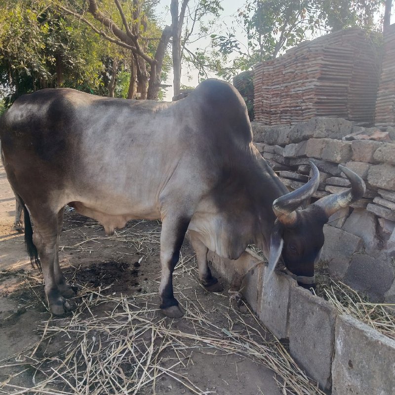 બળદ વેચવાના છે