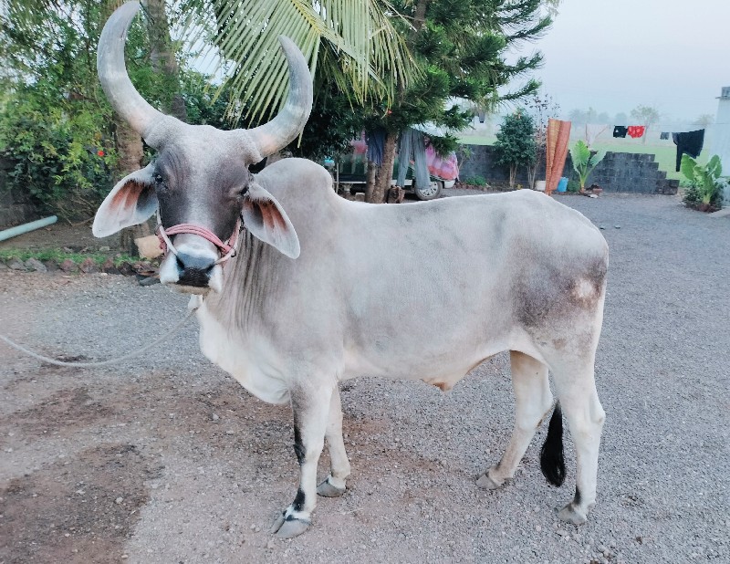 ધોરીળl ગોઢલા વે...