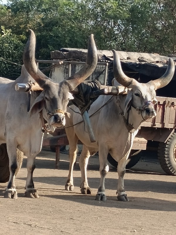 બળદ વેચવાના છે