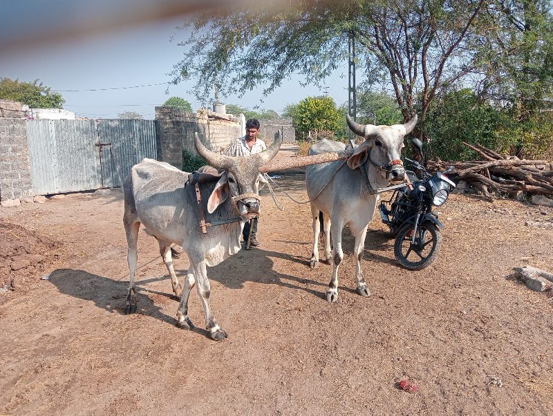 વાસડા વેસવાના છ...