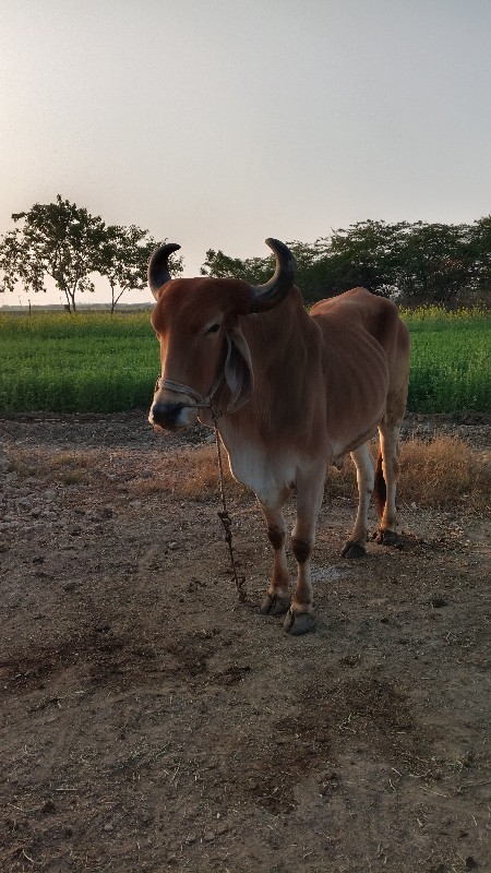 બળદ વેચવાના છે.