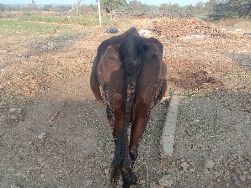 ગાય વેસવાની છે